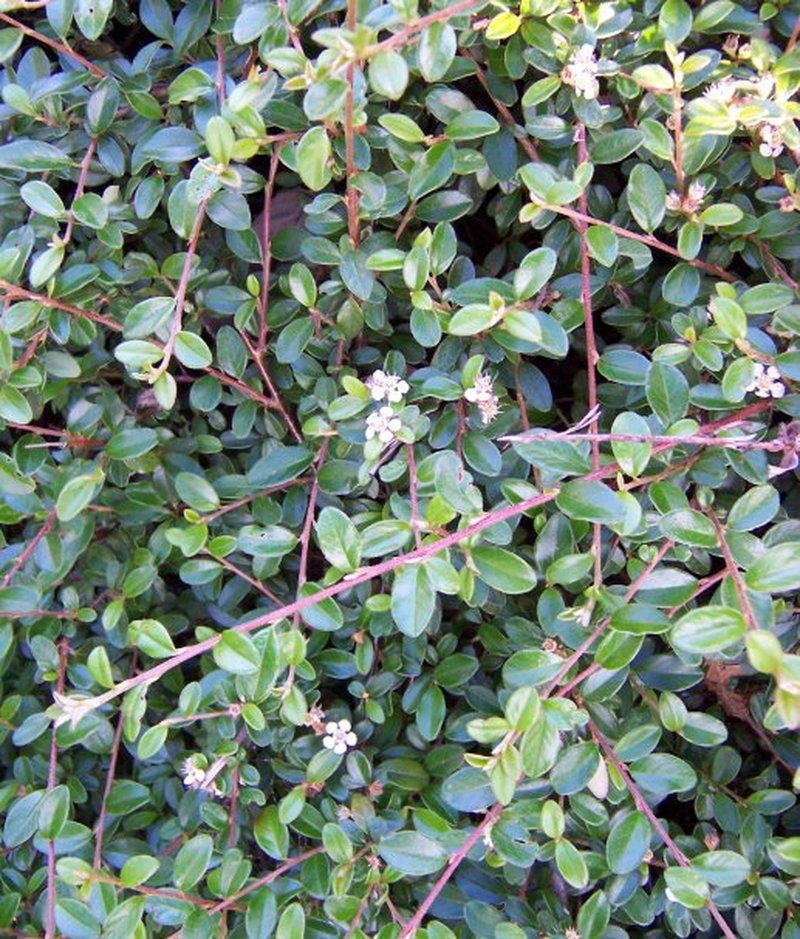 Rockspray Cotoneaster photo 2