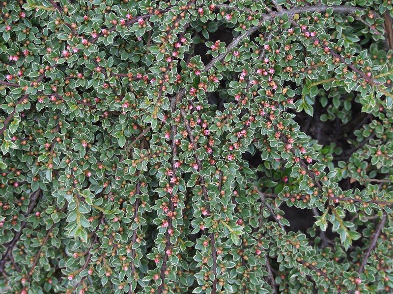 Rockspray Cotoneaster photo 3
