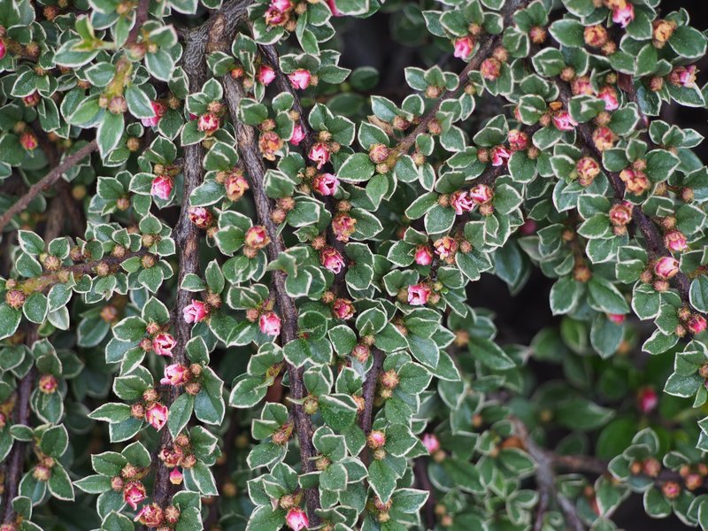 Rockspray Cotoneaster photo 4