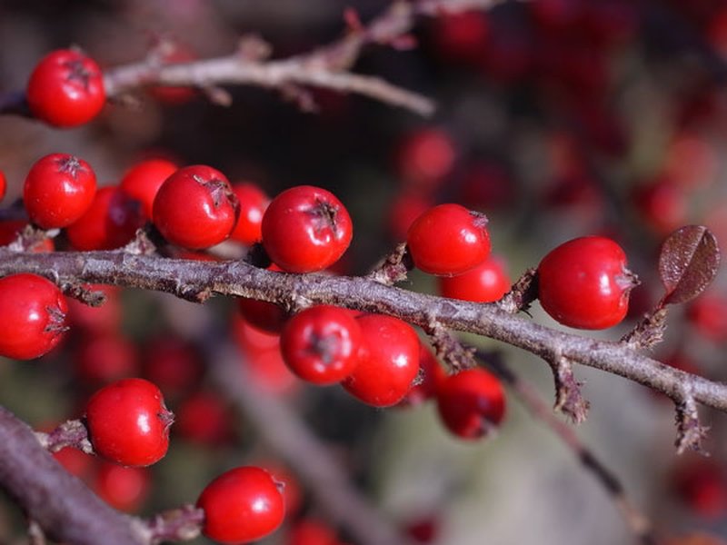 Rockspray Cotoneaster photo 5