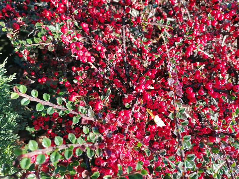 Rockspray Cotoneaster photo 6