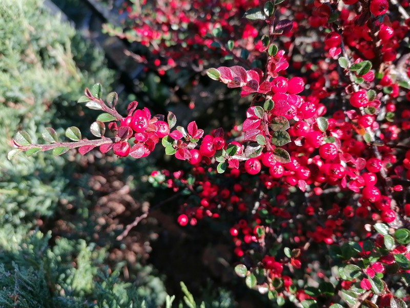 Rockspray Cotoneaster photo 7