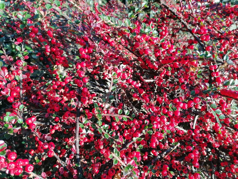 Rockspray Cotoneaster photo 8