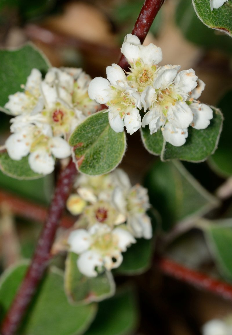 Cotoneaster insignis
