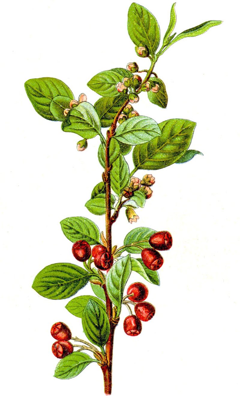 Cotoneaster