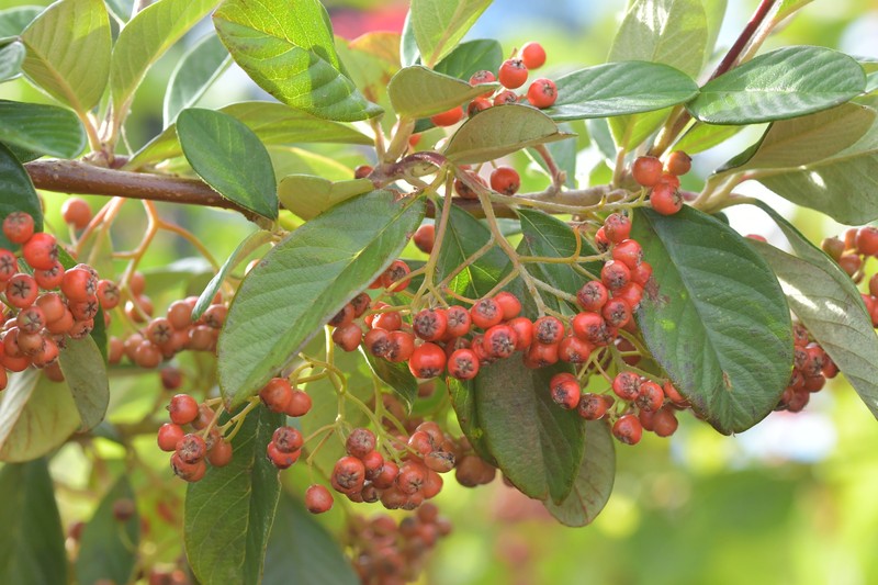 Milkflower Cotoneaster photo 3