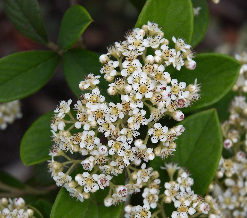 Milkflower Cotoneaster