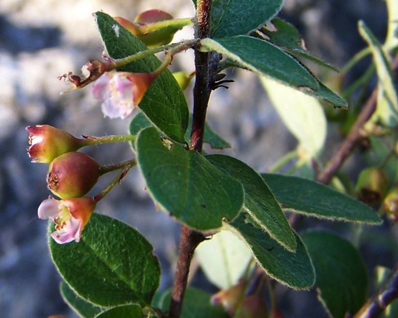 Dark-Fruited Cotoneaster photo 3