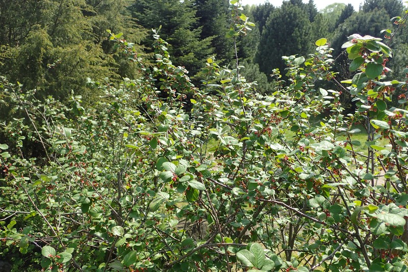 Dark-Fruited Cotoneaster photo 4