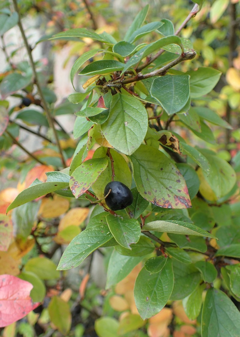 Dark-Fruited Cotoneaster