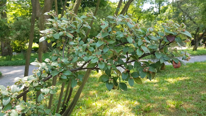 Dark-Fruited Cotoneaster photo 2