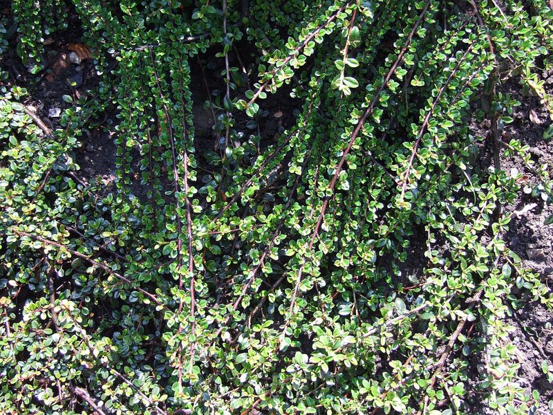 Cotoneaster microphyllus