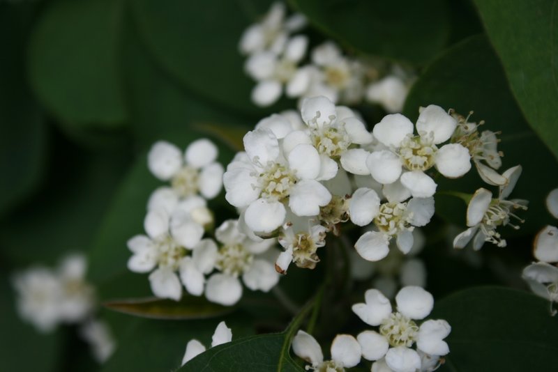 Cotoneaster photo 5