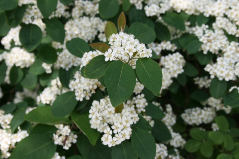 Cotoneaster