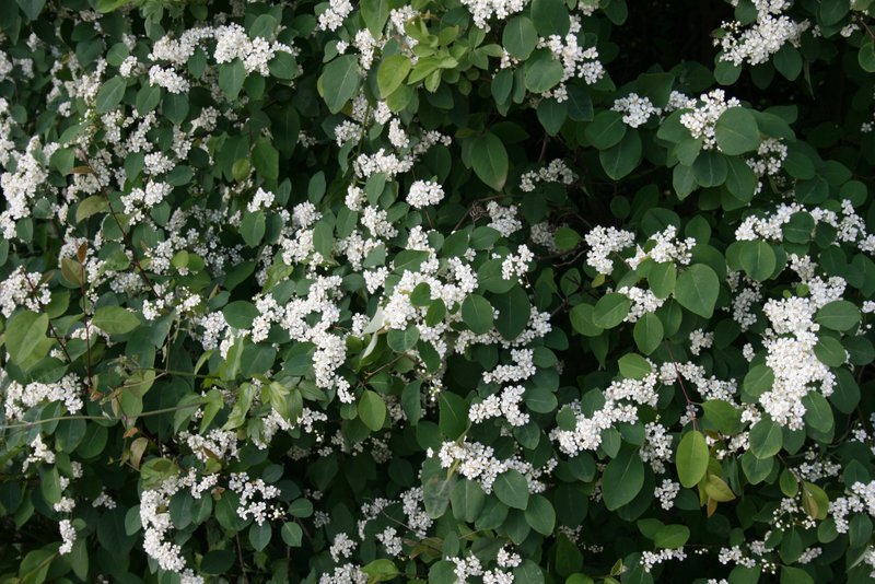 Cotoneaster photo 6