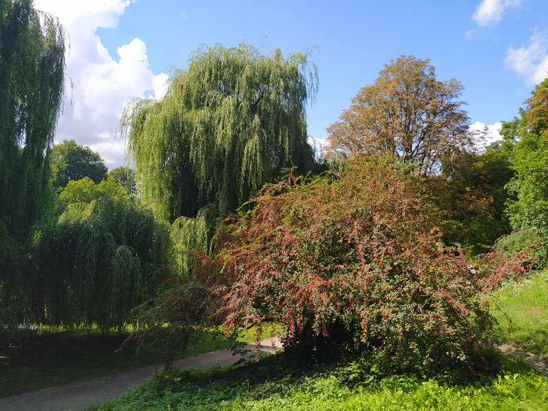 Cotoneaster photo 7