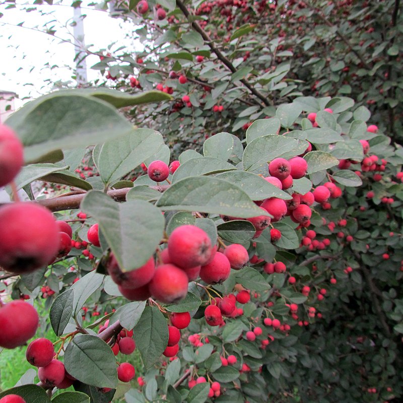 Cotoneaster photo 8