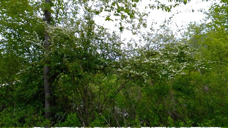 Cotoneaster multiflorus var. multiflorus