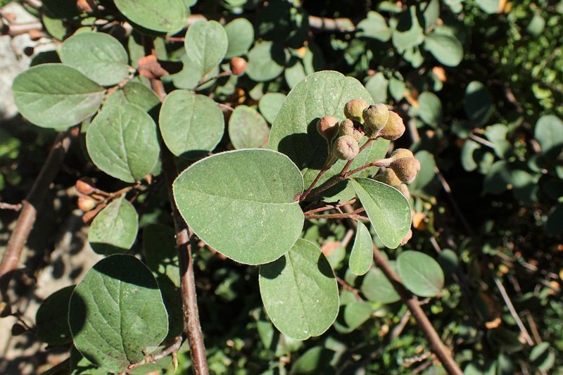 Cotoneaster nebrodensis