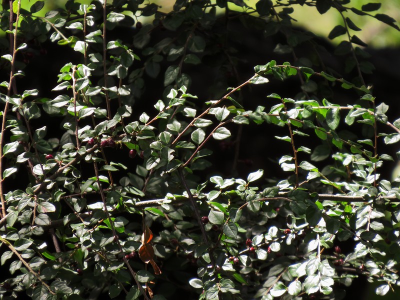 Few-Flowered Cotoneaster photo 3