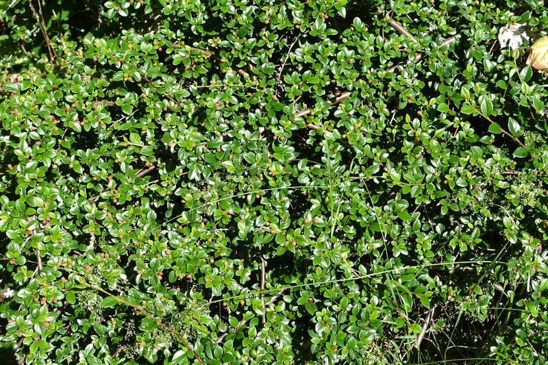 Cotoneaster nitidus