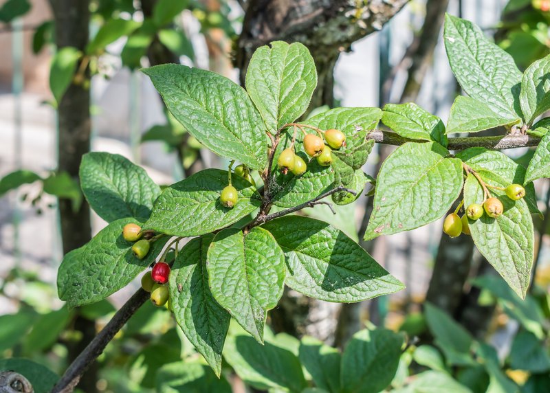 Cotoneaster obscurus