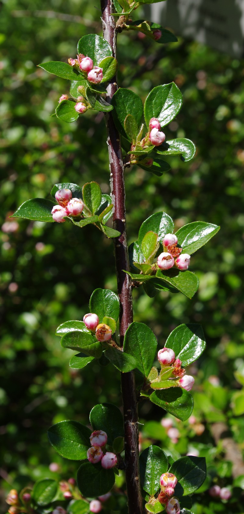 Cluster-Flower Cotoneaster