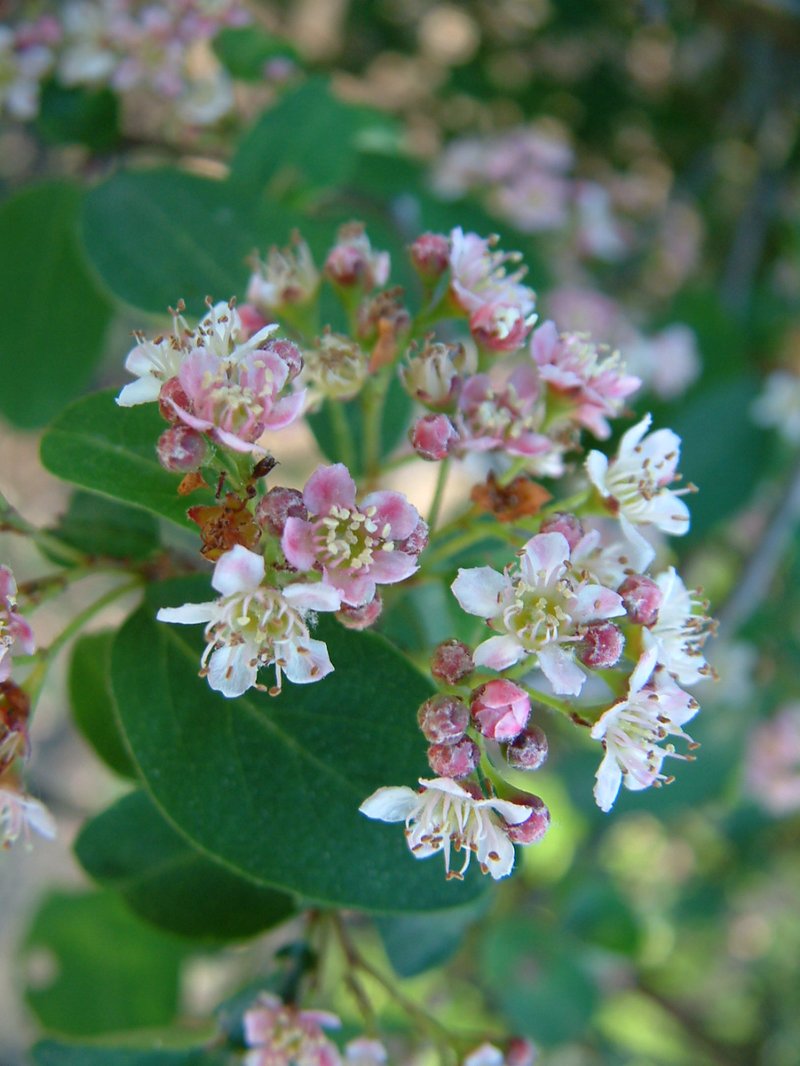 Cotoneaster roseus