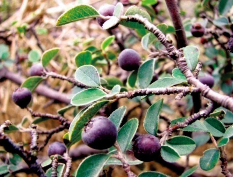 Cotoneaster saatilis