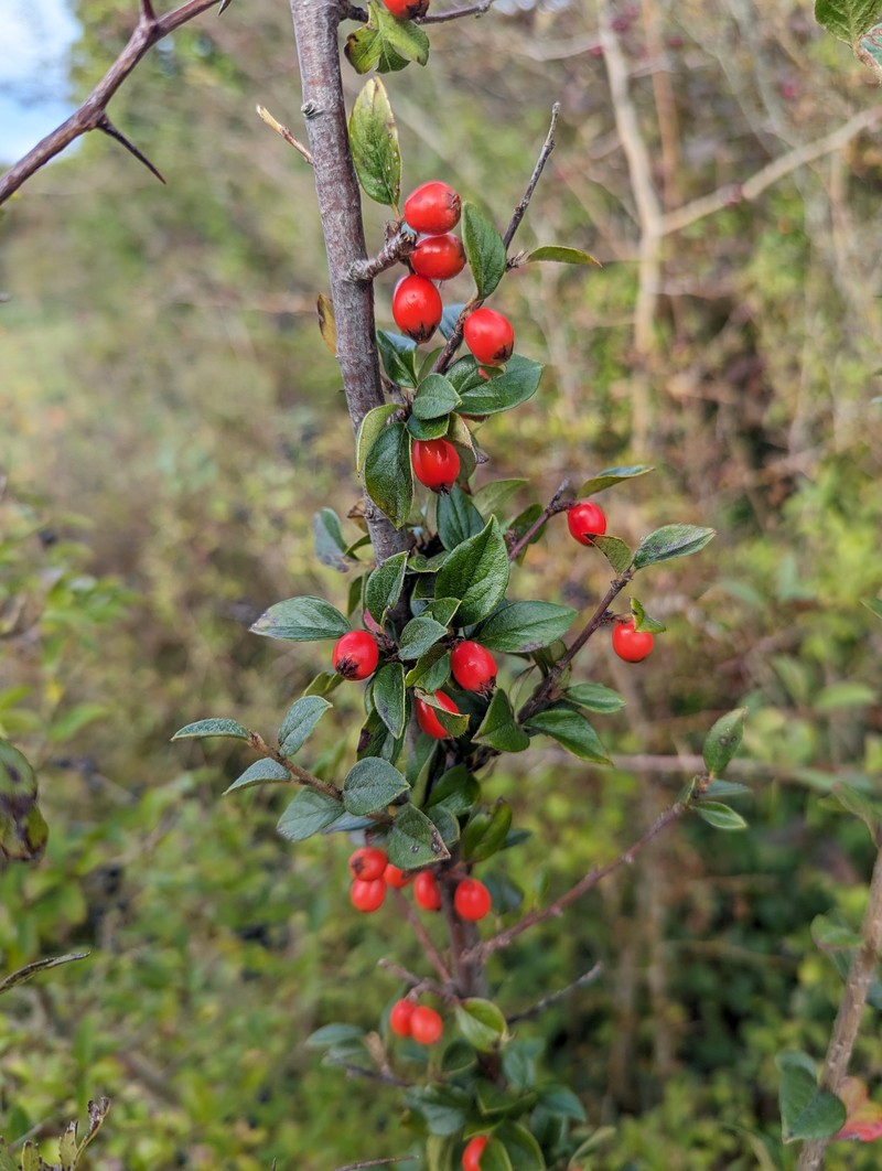 Simons' Cotoneaster photo 5