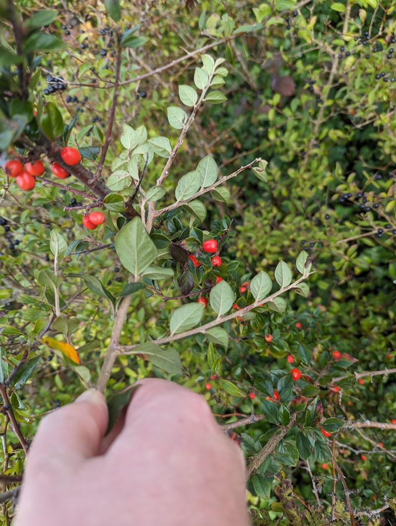 Simons' Cotoneaster photo 6