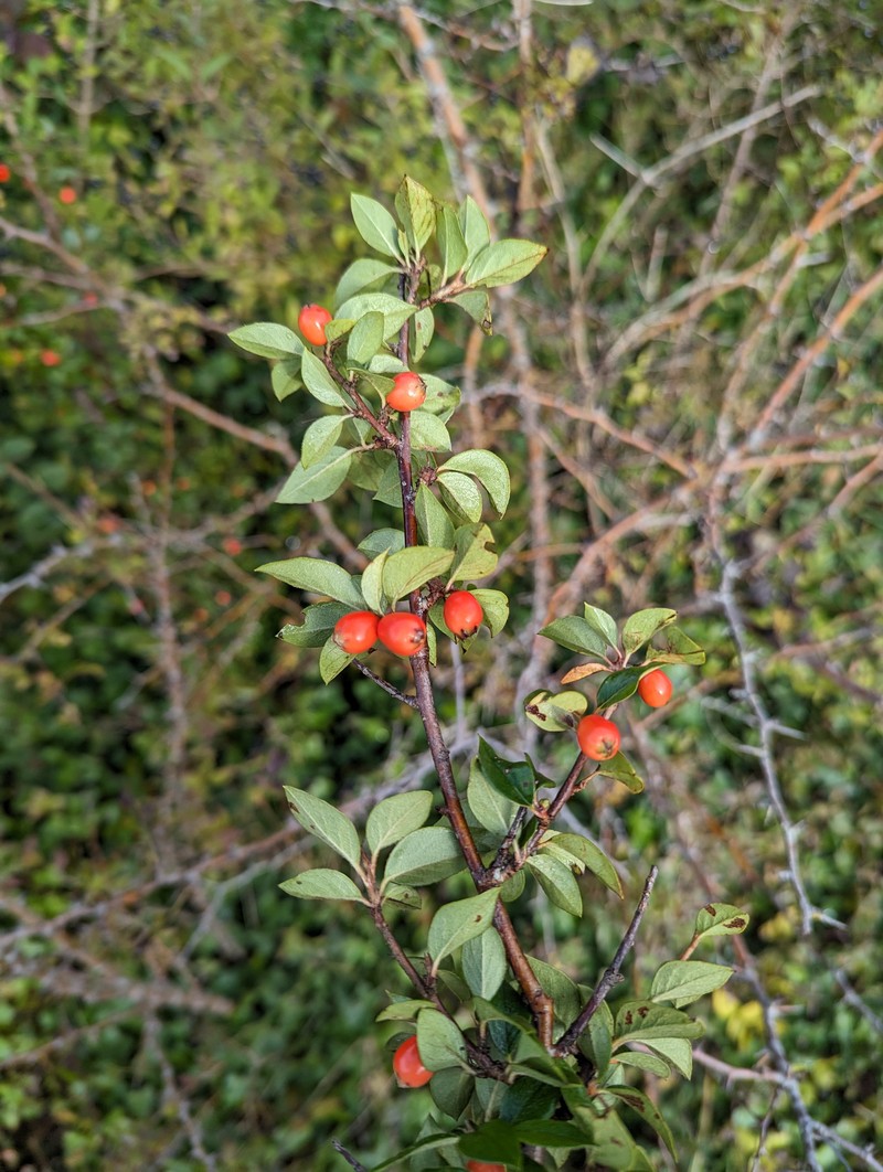 Simons' Cotoneaster photo 7