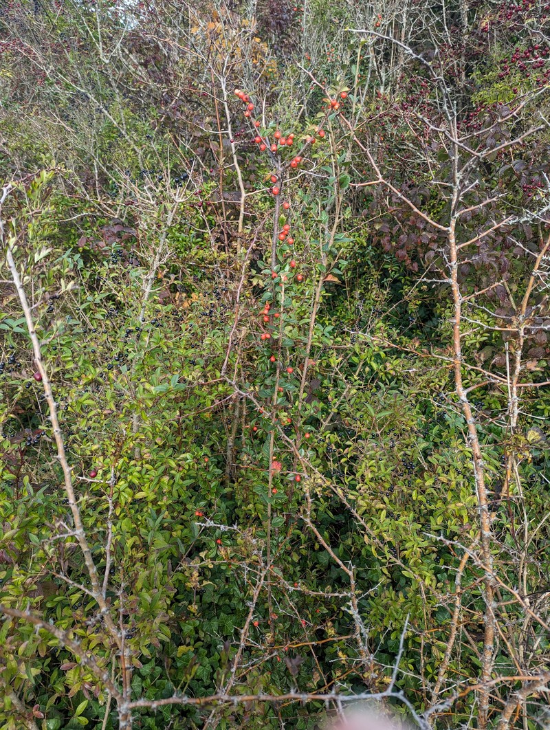 Simons' Cotoneaster photo 8