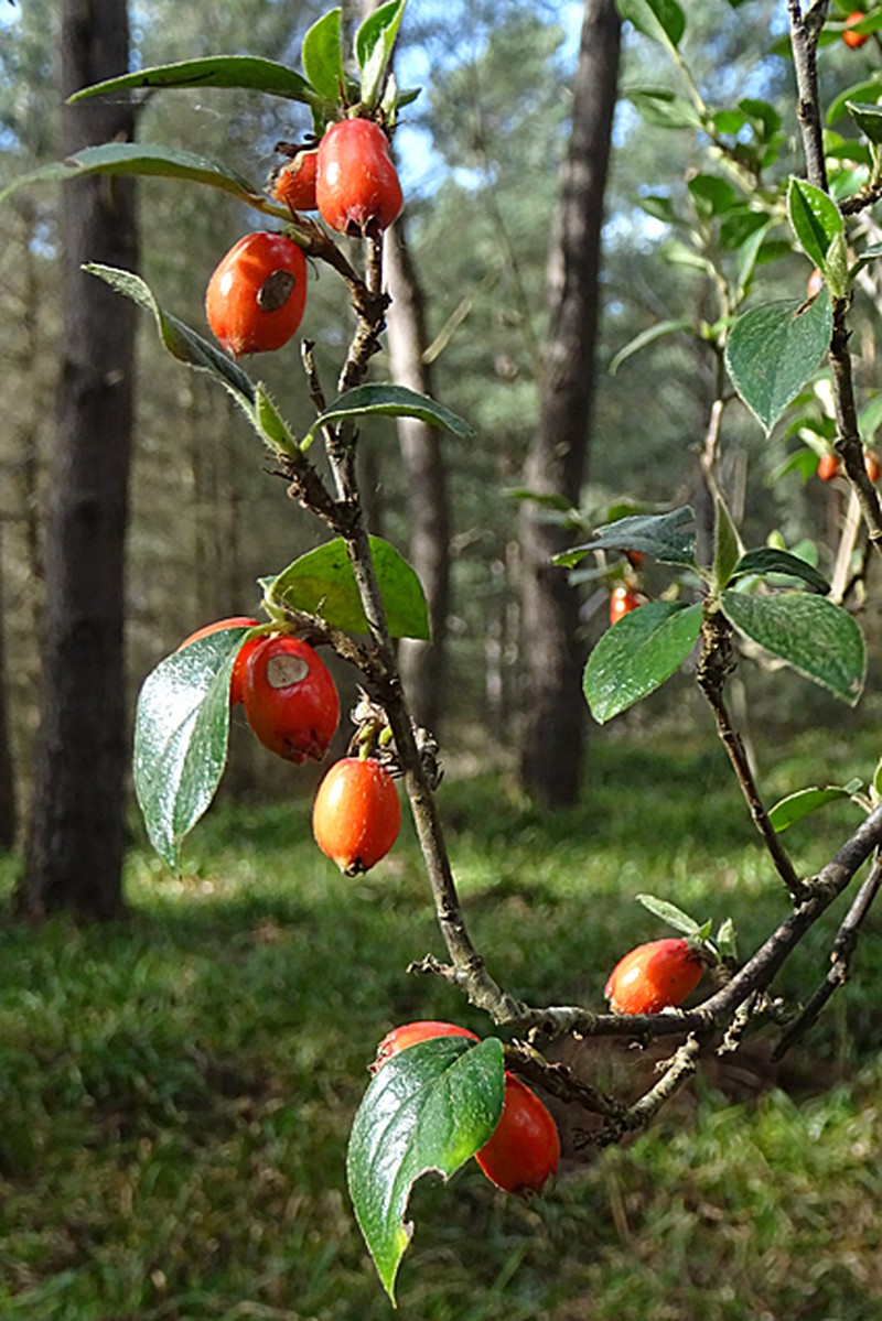 Simons' Cotoneaster photo 3