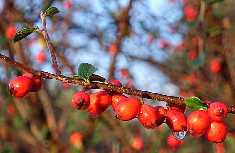 Simons' Cotoneaster photo 4