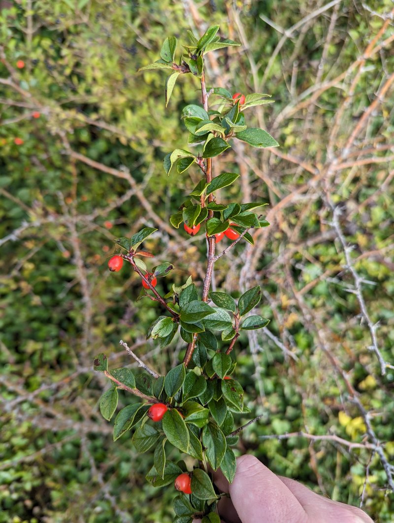 Simons' Cotoneaster photo 9