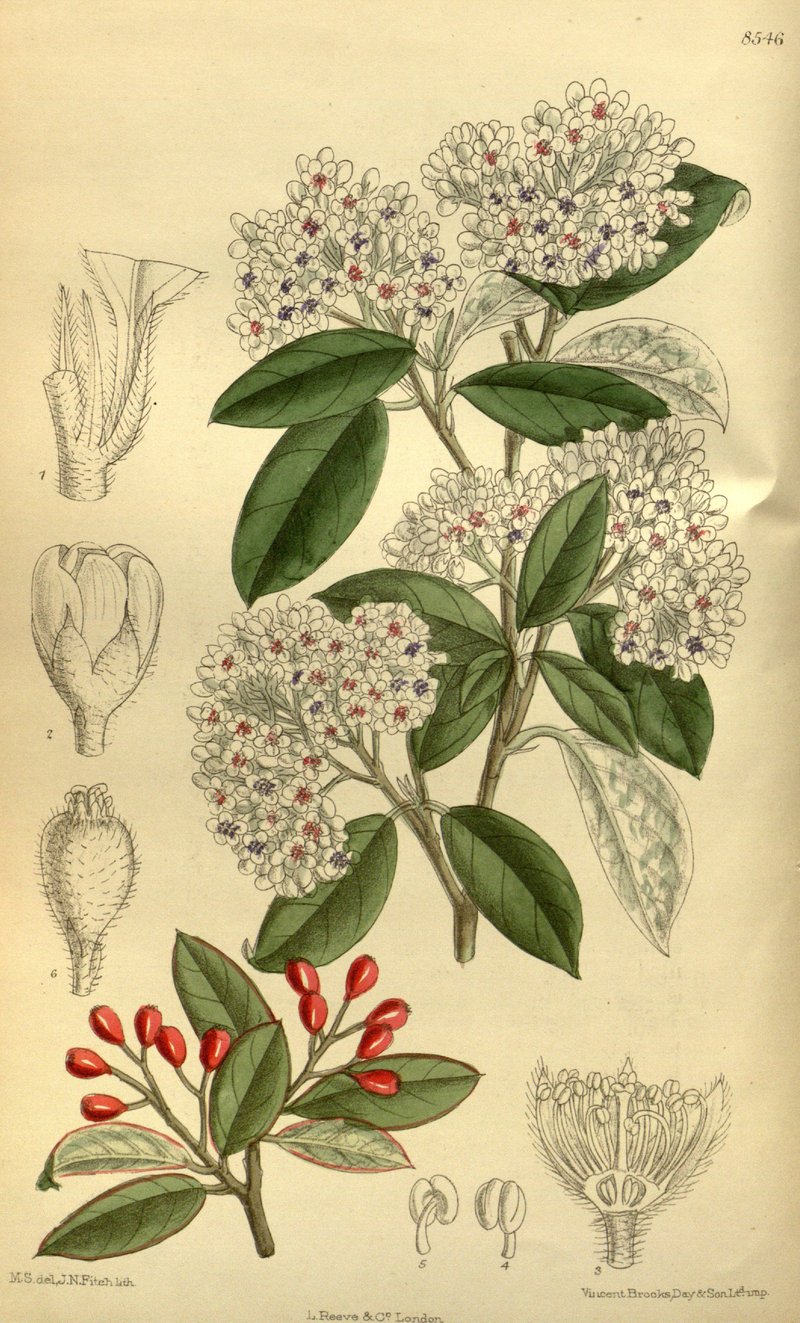 Cotoneaster turbinatus