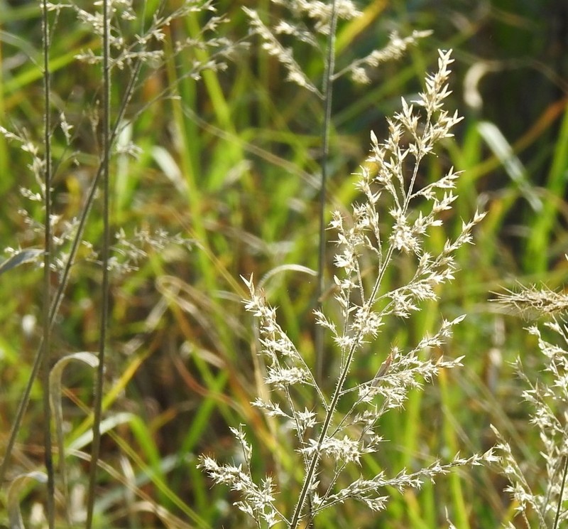 Cotta Grass