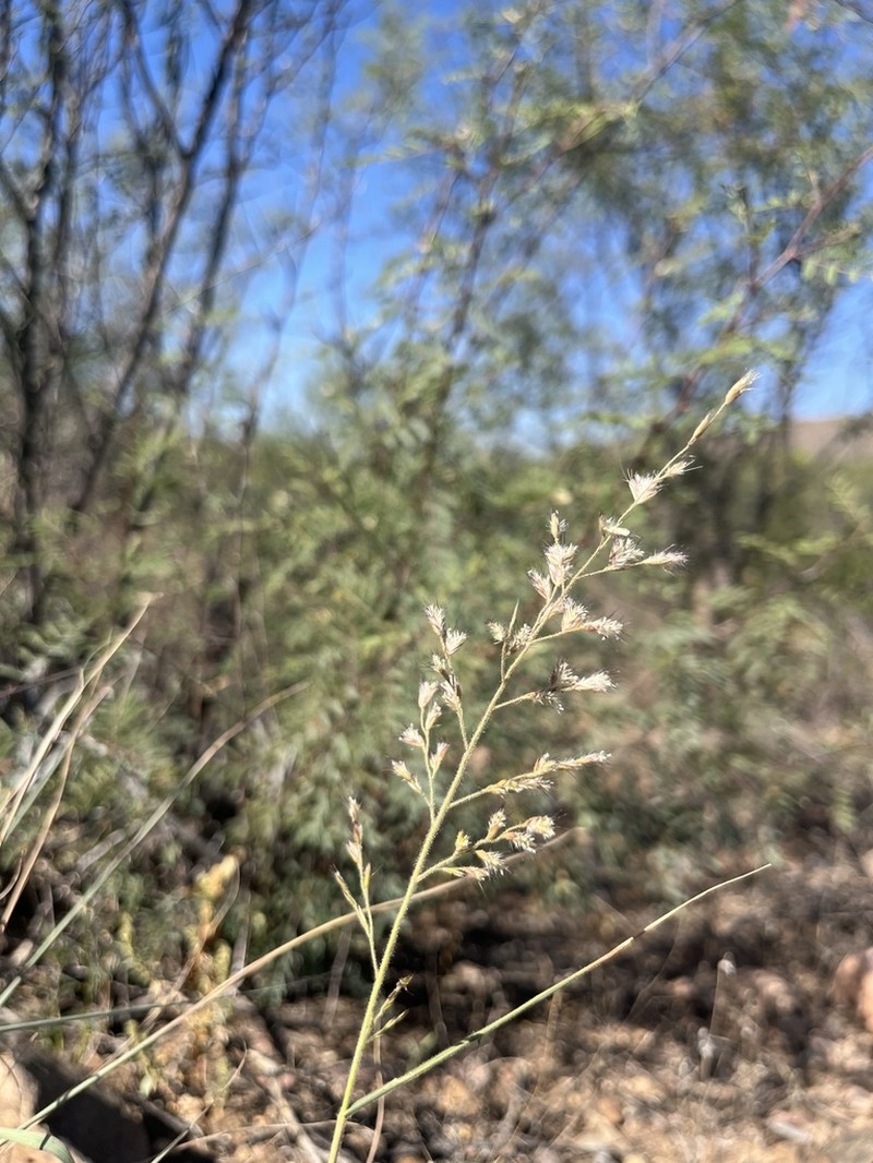 Cotta Grass photo 2