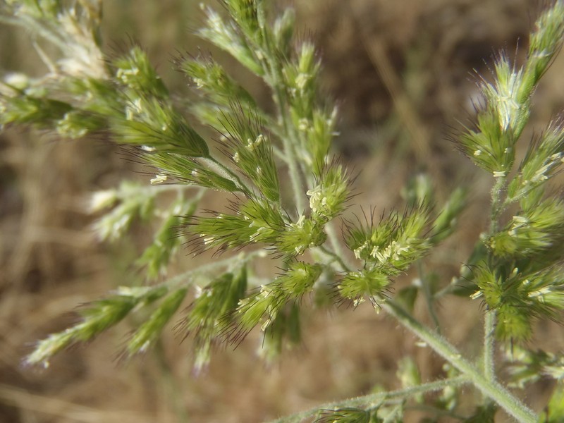 Cotta Grass photo 3