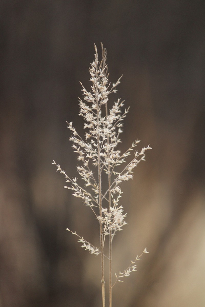 Cotta Grass photo 4