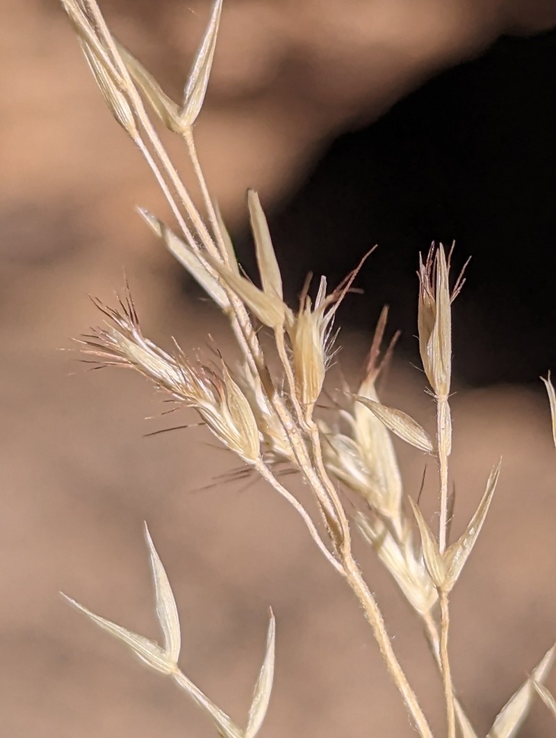 Cotta Grass photo 5