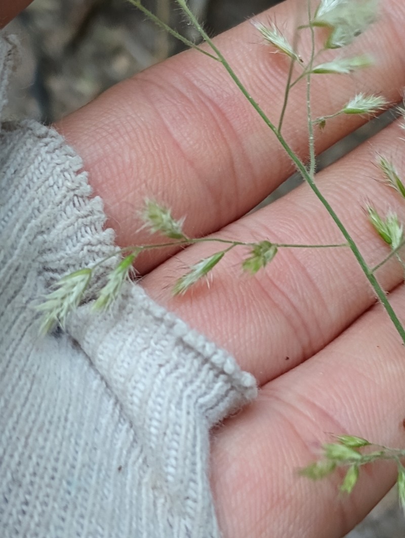 Cotta Grass photo 6