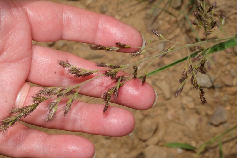 Cotta Grass photo 7