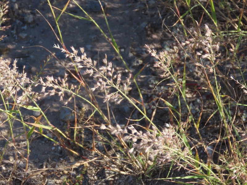 Cotta Grass photo 8