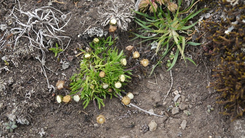 Cotula abyssinica