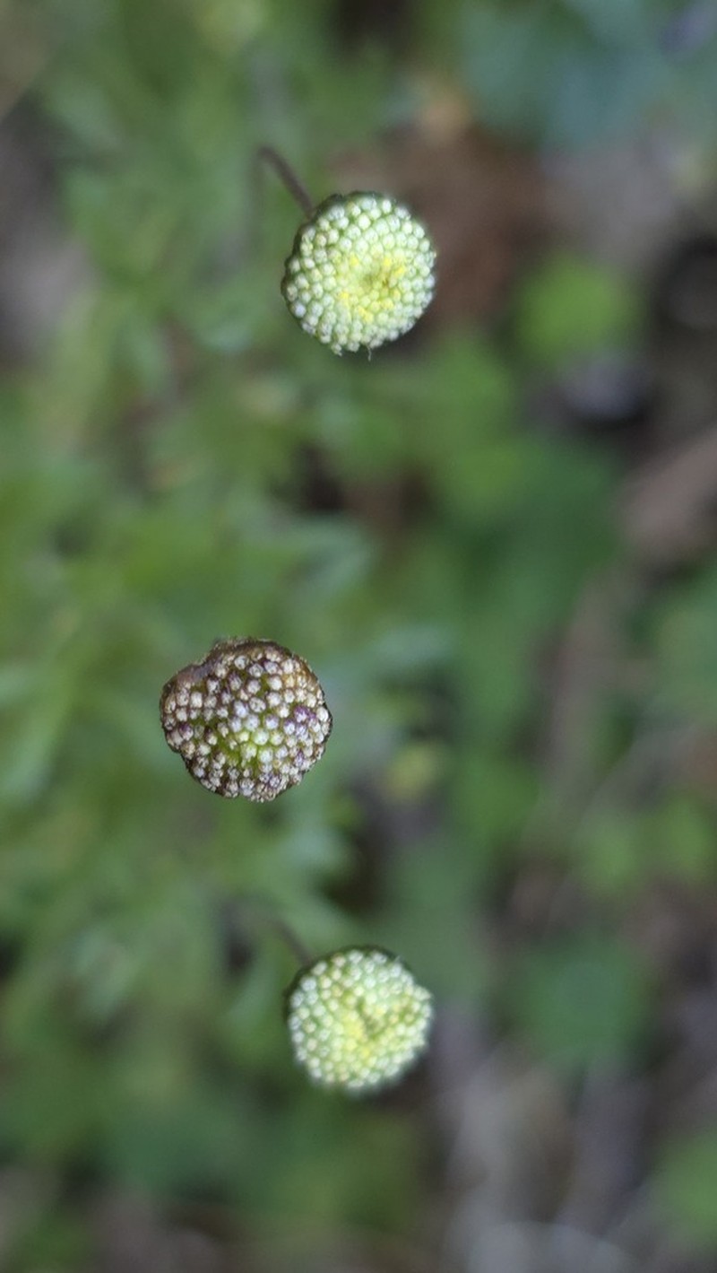 Cotula abyssinica photo 2