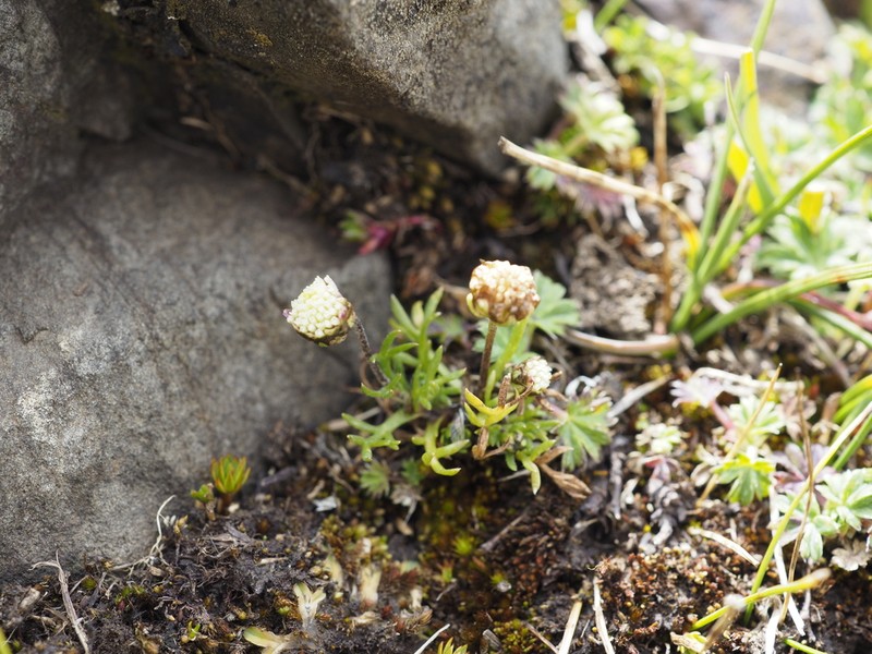 Cotula abyssinica photo 3