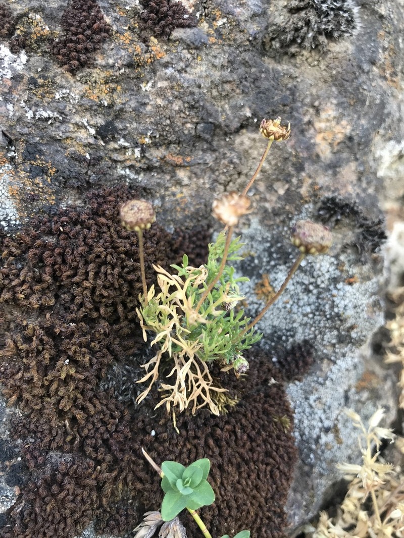Cotula abyssinica photo 4