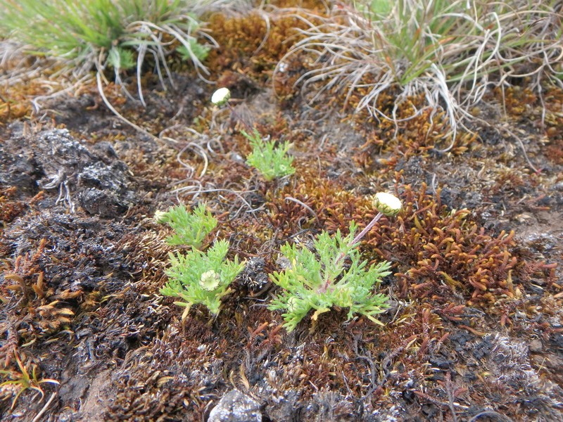 Cotula abyssinica photo 5